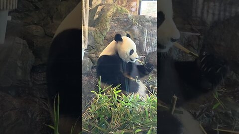 🐼#panda #adelaidezoo #australia