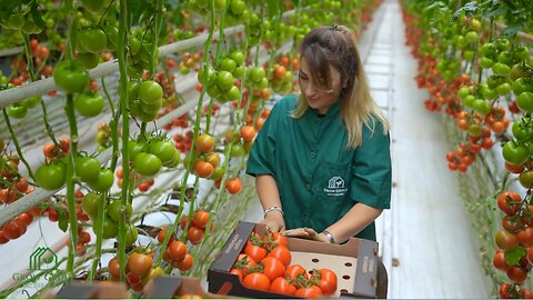 A high-tech greenhouse for growing tomatoes! The coherence of the work is amazing - 1080