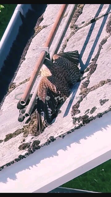 NEWSMAX2 LIVE | Real News for Real People? Too funny!How cute is that.. | Please Follow me