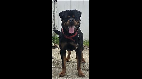 Doneyuno Rotties