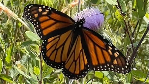 Monarch Butterfly on a Flower