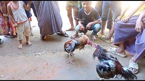 Cock fight