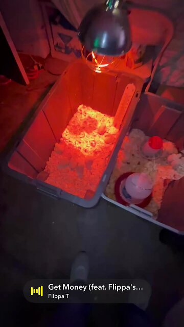 It’s chicky bed time 🥱 day 3