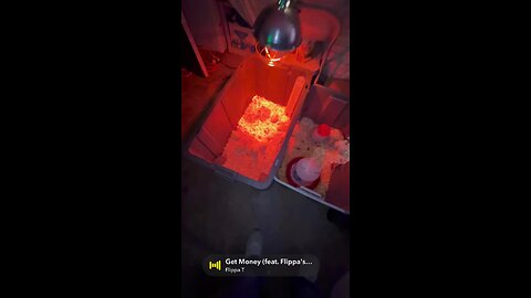 It’s chicky bed time 🥱 day 3