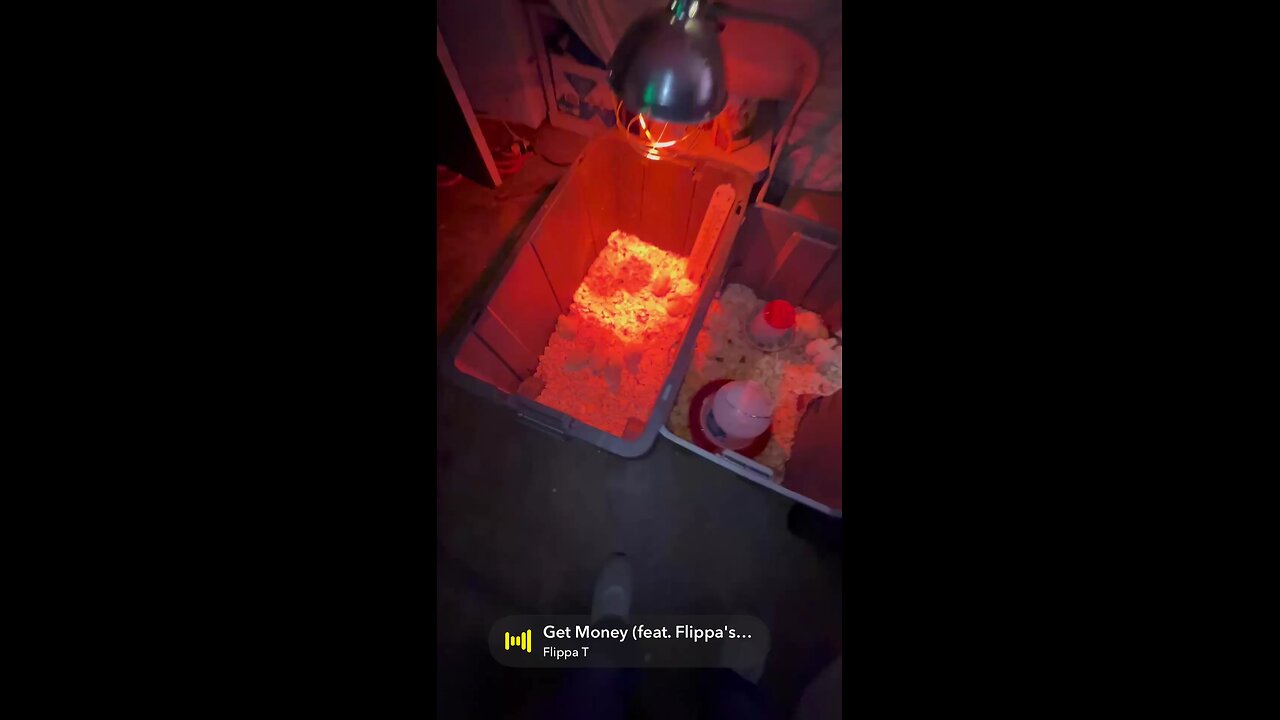 It’s chicky bed time 🥱 day 3