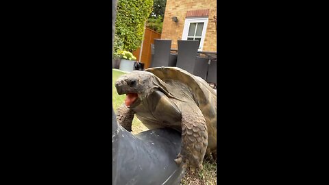 everyday a turtle 🐢 tommy stroy 🤣