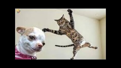Funny Dogs And Cats Videos 2024 😅- Best Funnies Animal Video Part47