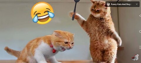 Hilarious Cat Fails & Funny Moments 😹 | Try Not to Laugh!😂🤣