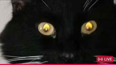 🛑 VICTORIA J ON BEETA'S PANEL 11-10-25