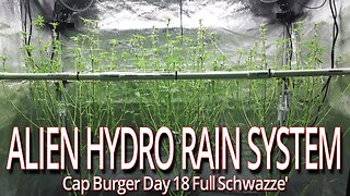 Alien Hydro Rain System, Cap Burger Day 18 Schwazze'