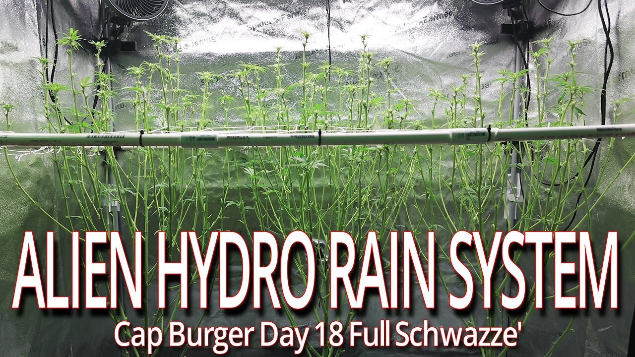 Alien Hydro Rain System, Cap Burger Day 18 Schwazze'