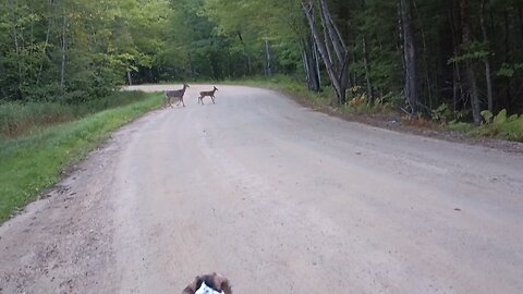 4 Deer and a Dog