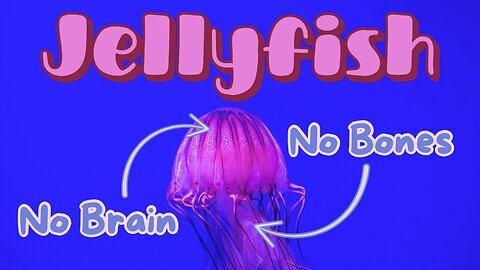 Jellyfish: Glowing Drifters of the Deep