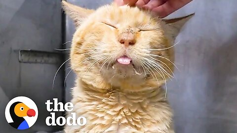 Sad Shelter Cat On The Euth List Turns Into Scruffy Little Lion | The Dodo