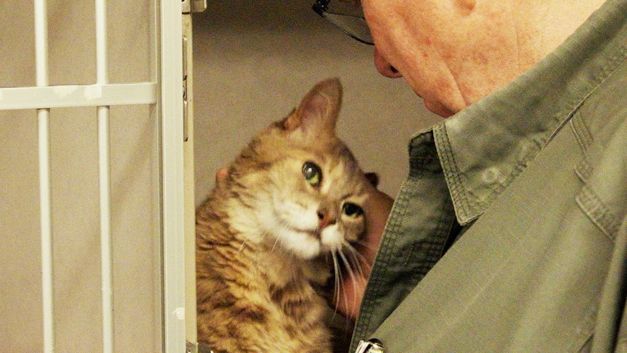16-year-old cat rescued as a kitten is now in hospice.