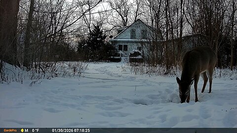 Deer Cam Deer Eating In Snow 01 30 2026 Game Cam Trail Camera
