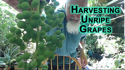 Harvesting Unripe Grapes From Our Patio Garden [ASMR]