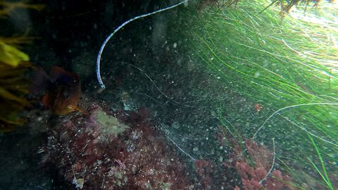 Hangout Reef and Fish Views Part 1 of 3 #fish #sunny #underwater Lounging
