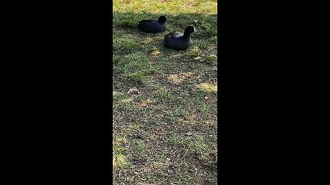 Coots #coots #followme #shorts #viral #coot #trending