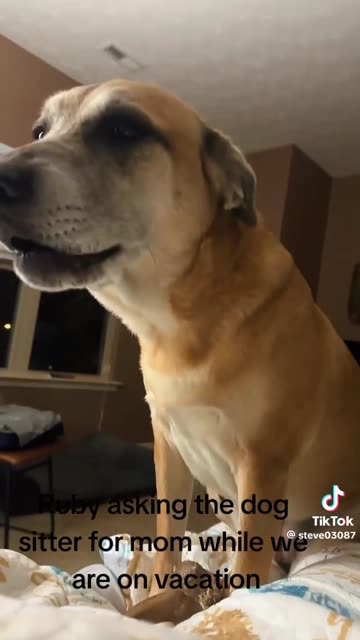 A DOG ASKING FOR😘 MOMMA