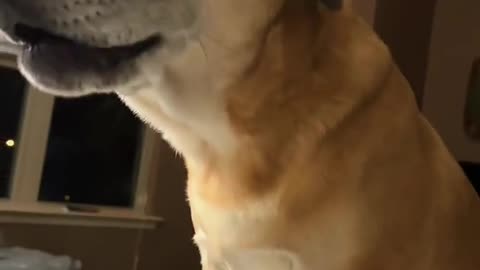 A DOG ASKING FOR😘 MOMMA