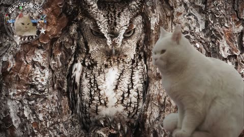 Owl Meets Cat | Colorful Cartoon for Toddlers