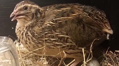 Coturnix Quail egg laying sounds!