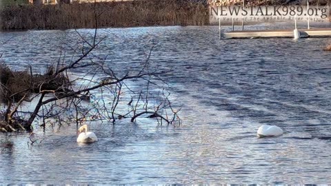 It's a Great Day #UpNorth for Trumpeter Swans