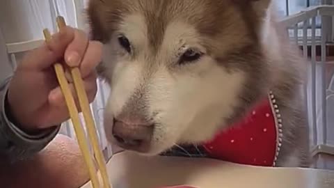 Pets That Will Make You Laugh/ Hilarious Pet/ Cutest Moments Ever 😂🐶 #Shorts