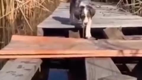 Funny Animals 2025😂 - Funniest Cats and Dogs video 🐱 🐶 #shorts