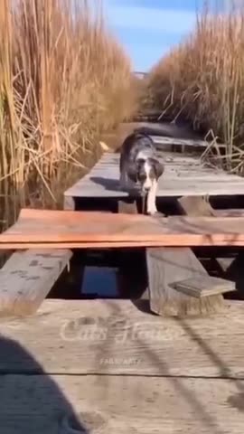 Funny Animals 2025😂 - Funniest Cats and Dogs video 🐱 🐶 #shorts