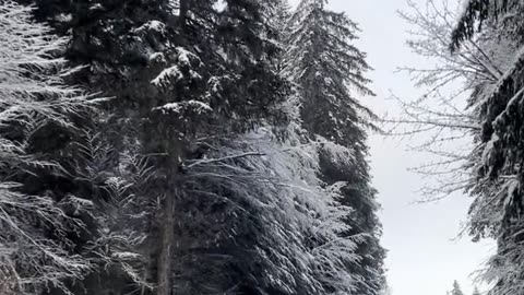 Daily Horoscope | Capricorn 🌟