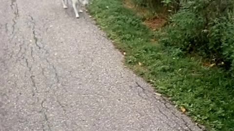 dog