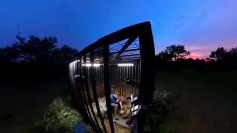 The Wild Animal Spending Time