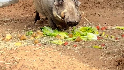 😂🐶 It's a Real Life Timon and Pumbaa! | FunFM