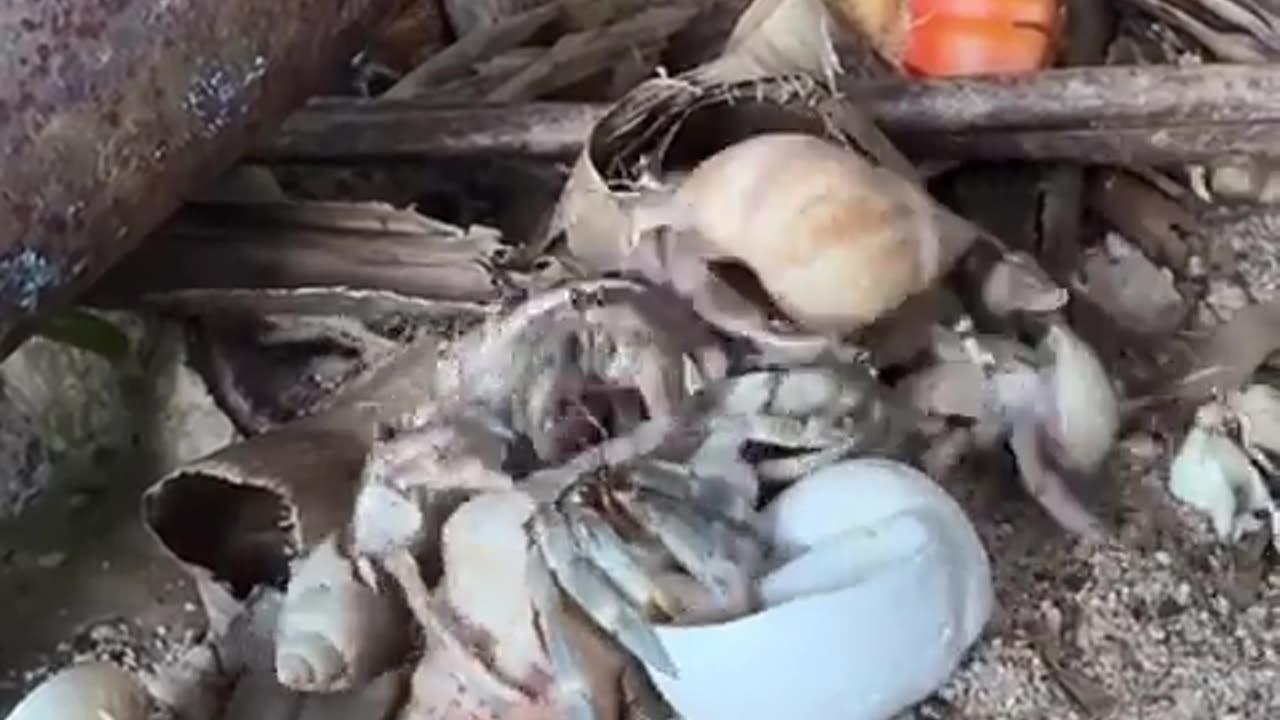 🤯🌴 You Won't Believe What Happens When Hermit Crabs Go Thrift Shopping! | FeedMyCuriosity