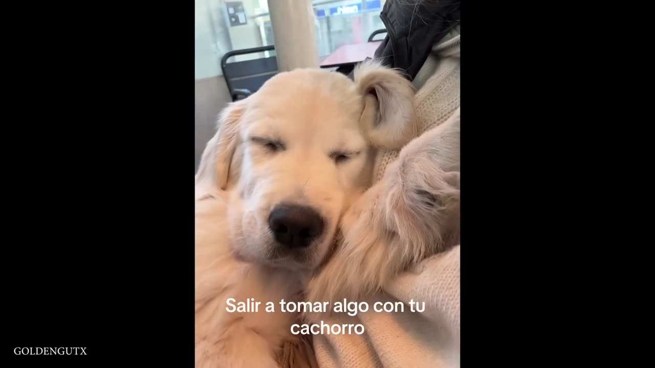 The Funniest Golden Retriever, YOU’LL LAUGH LOUDER EVERY MINUTE