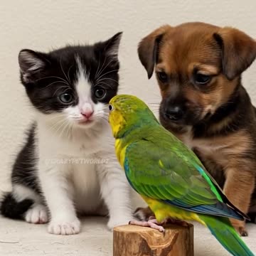 Parrot Surprises Baby Kitten and Puppy(720P_HD)