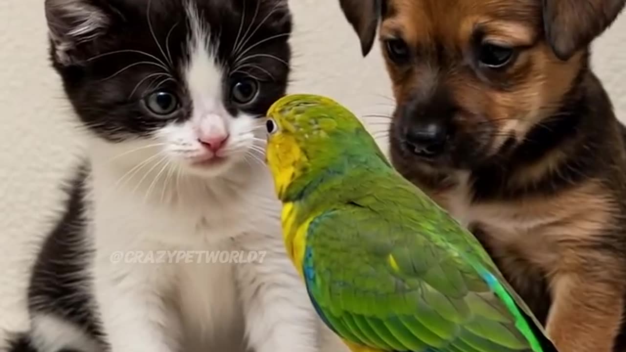 Parrot Surprises Baby Kitten and Puppy(720P_HD)