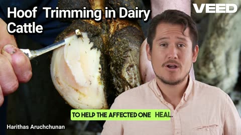 Hoof Trimming in Dairy Cattle:The Key to Beating Lameness and Boosting Productivity