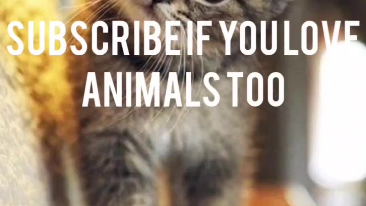 Precious Pets | Whisker-Tickling Laughs Inside 😻🎉