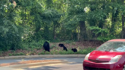 Mama Bear and Her Cubs