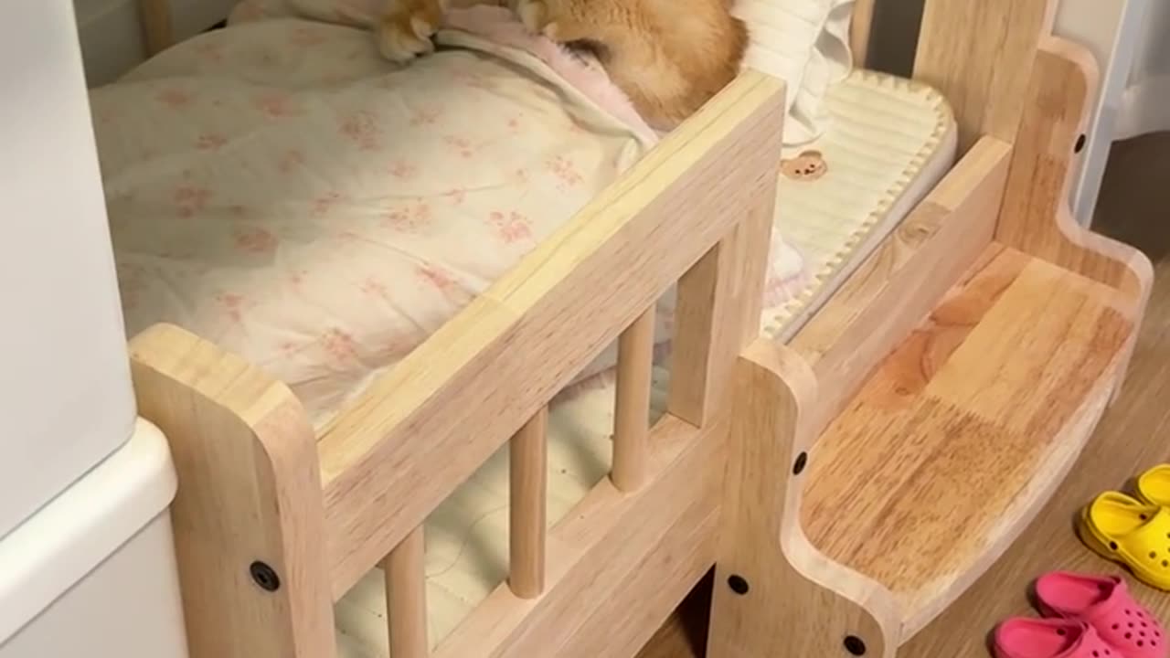 Cute cat sleeping
