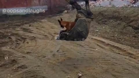 When Your Dog Finds a New Playground 🐶🚜😂#FunnyDog 🐕😂 #ExcavatorFun 🚜🤣 #DogLovers ❤️🐾 #Playtime 🐶🎉