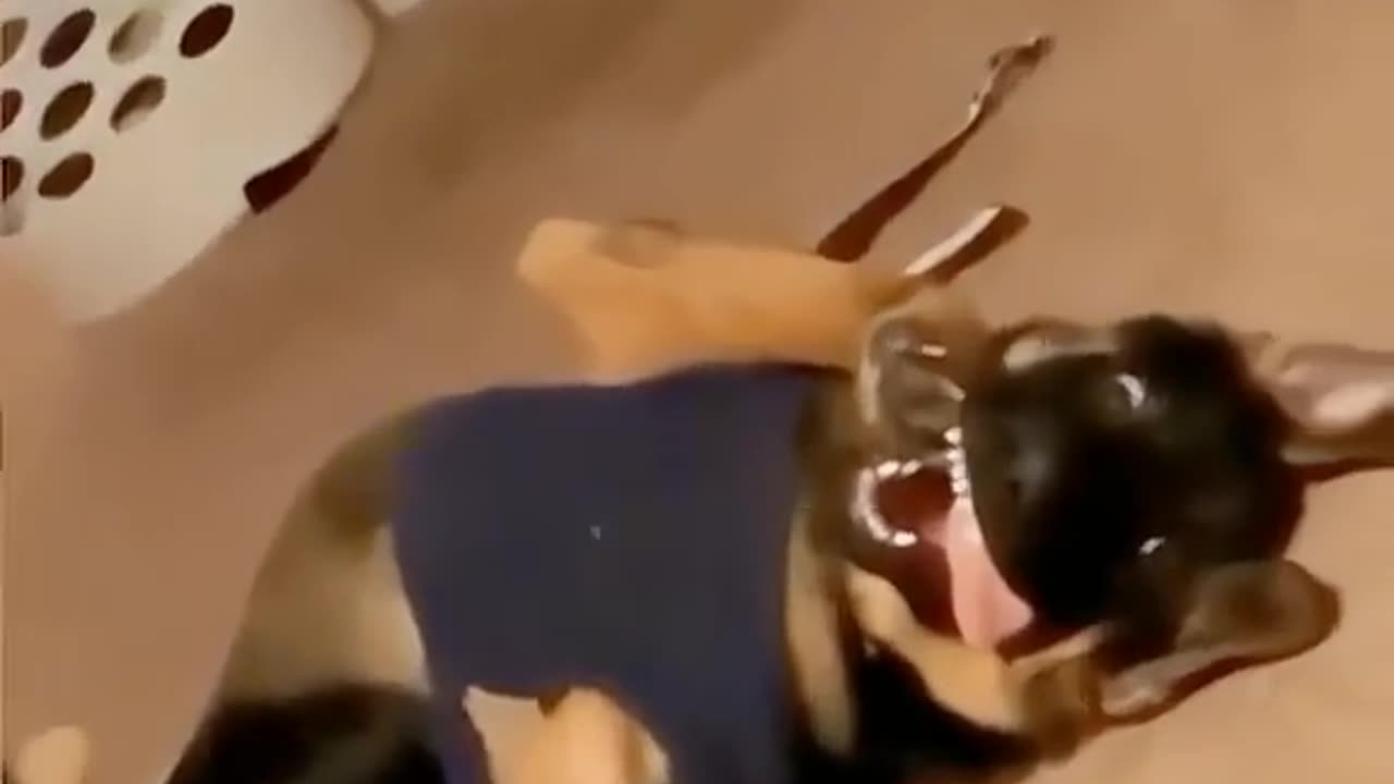 Pets That Act Like Humans β So Funny!