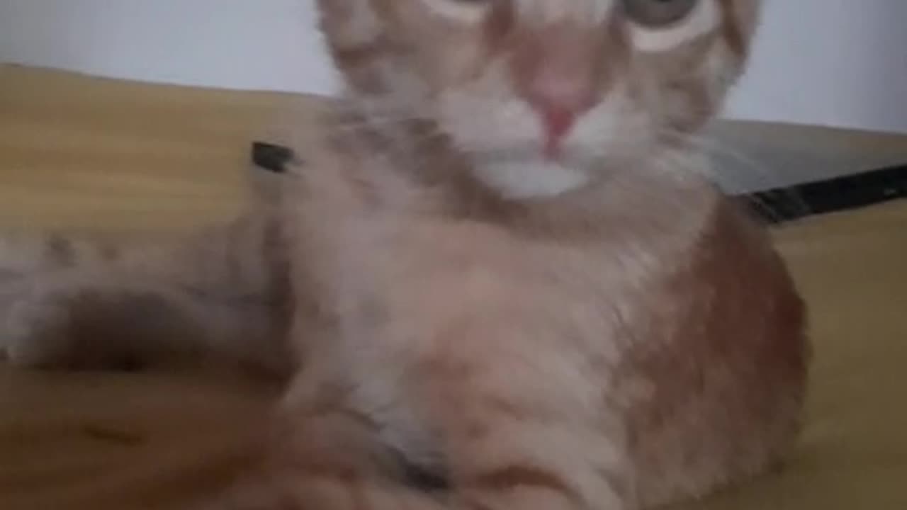 Cat boy