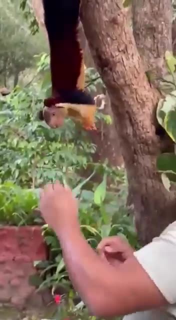 Indian giant squirrel