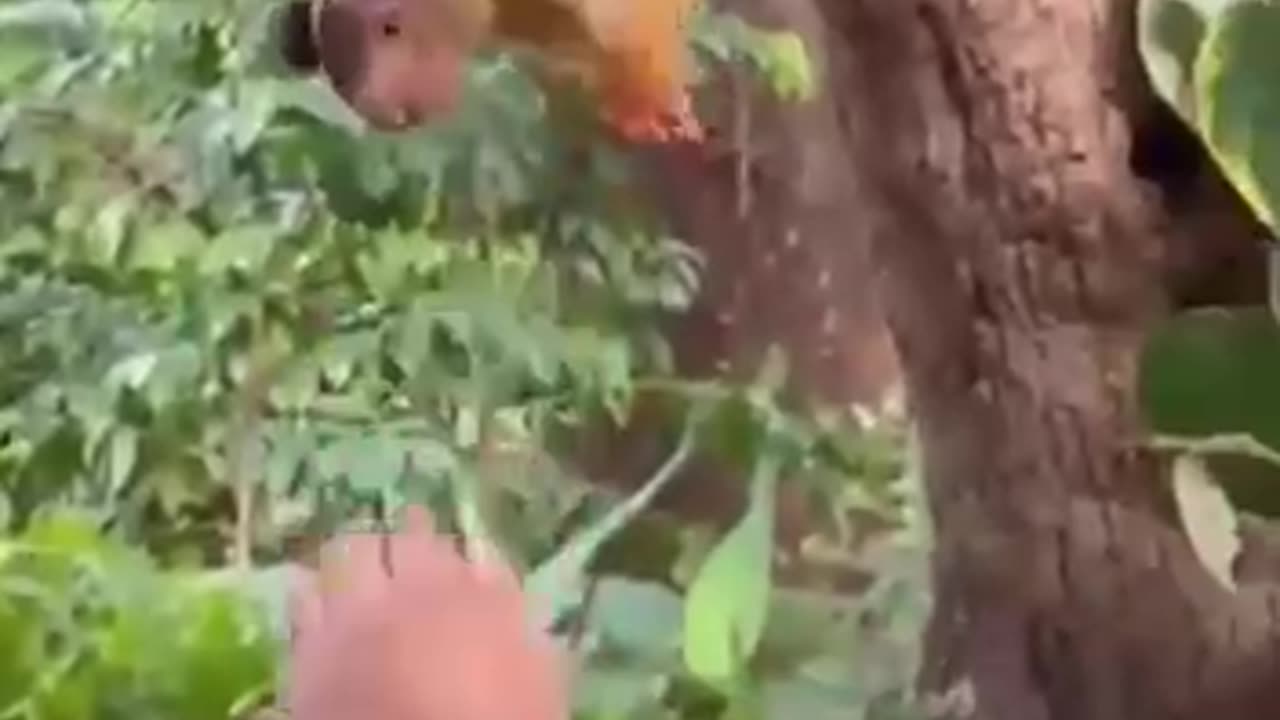 Indian giant squirrel