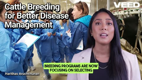Dairy Cattle Breeding for Disease Management