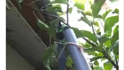 DIY Pruning Shears for high branches